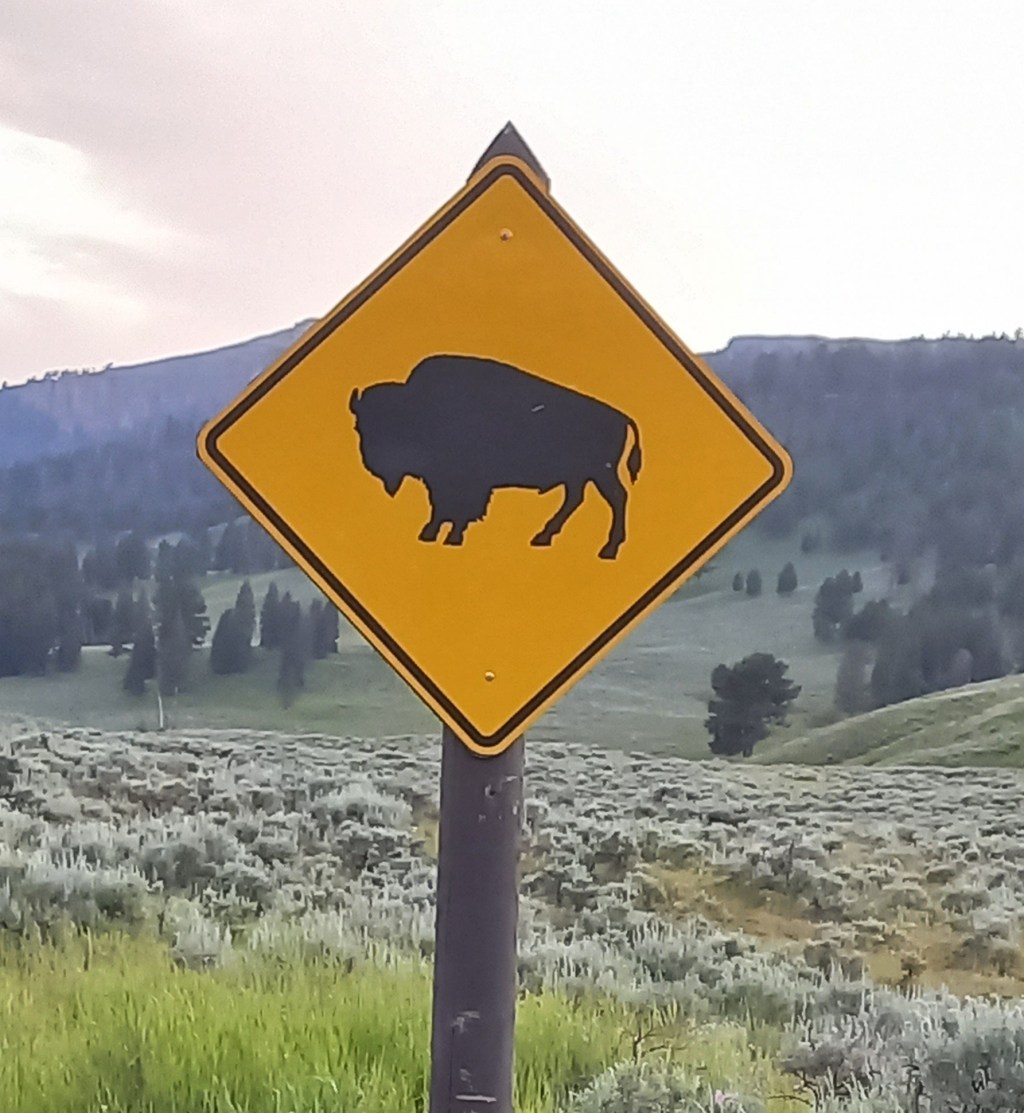 Els bisons pasturen a Lamar&nbsp;Valley